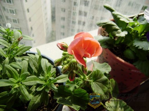 PC250323_resize.JPG