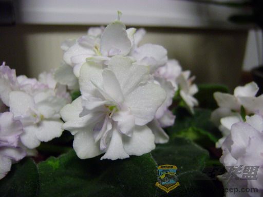 P3240015_resize.JPG
