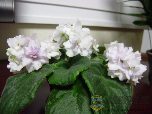 P3240016_resize.JPG