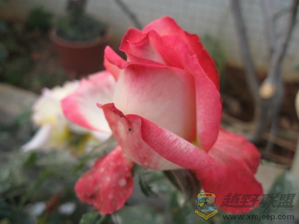 IMG_6387.jpg