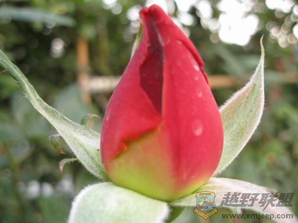 IMG_6388.jpg