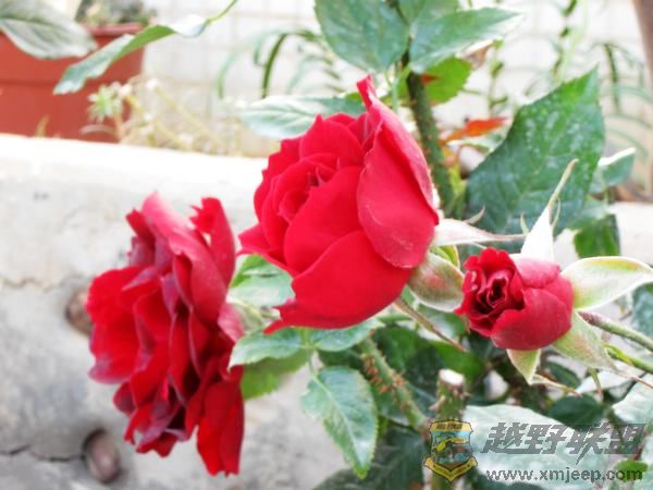 IMG_6398.jpg