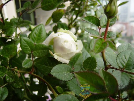 P1040016_resize.JPG