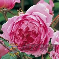 Alan Titchmarsh.jpg