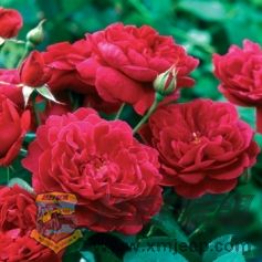 Darcey Bussell1.jpg