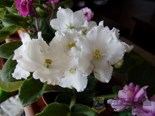P1100078_resize.JPG