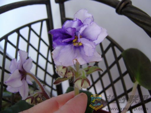 P1100090_resize.JPG