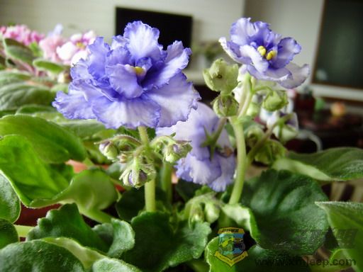 P1130121_resize.JPG
