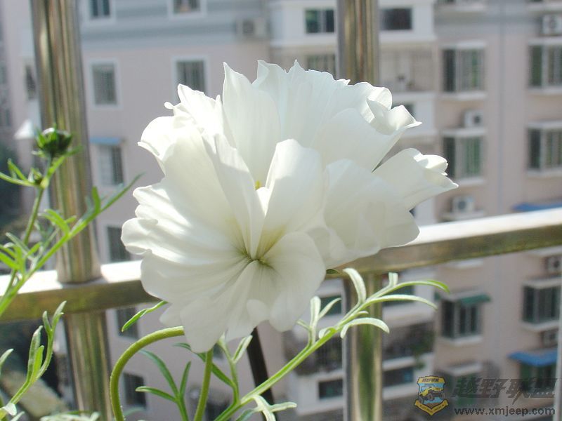 DSC08871-1.jpg