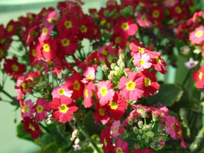 DSC08879-1.jpg