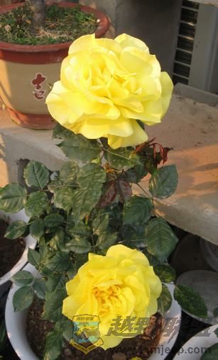 IMG_6761.jpg