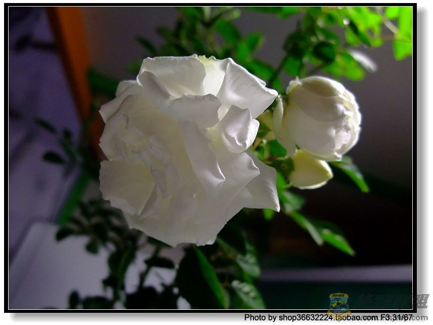 DSCF1035.JPG