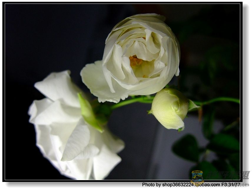 DSCF1046.JPG