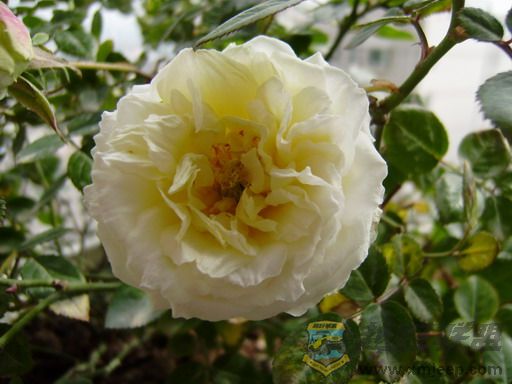 P2080028_resize.JPG