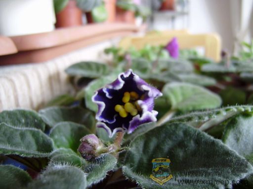 P2010087_resize.JPG
