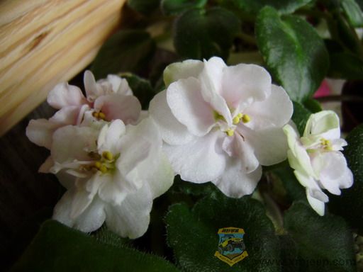 P2110002_resize.JPG