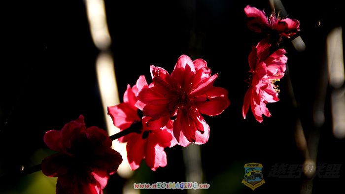 Ƭ 09500.jpg