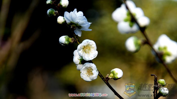 Ƭ 09100.jpg