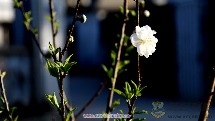 Ƭ 08900.jpg
