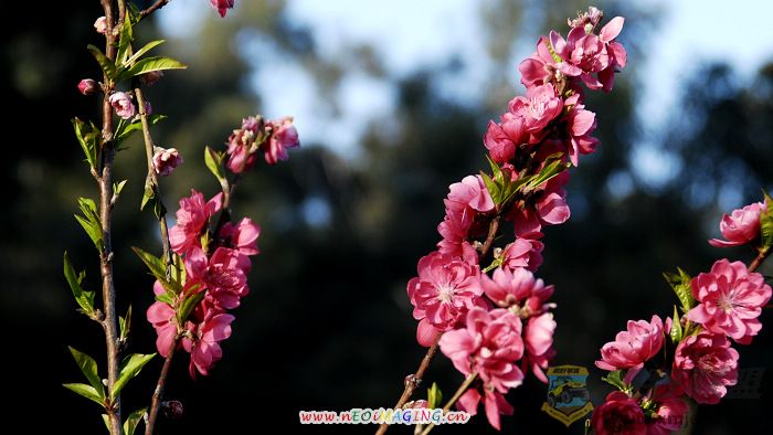 Ƭ 08800.jpg