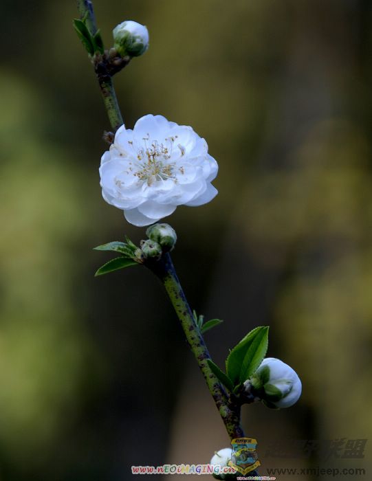 Ƭ 08600.jpg