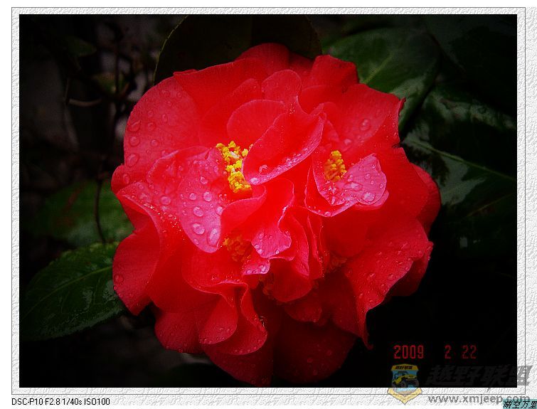 DSC00431a.jpg