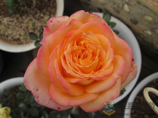 IMG_6969.jpg