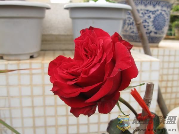 IMG_6974.jpg