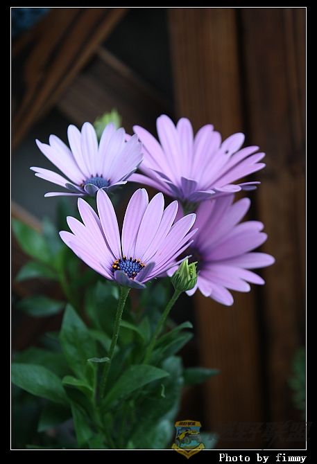 IMG_1623a.jpg