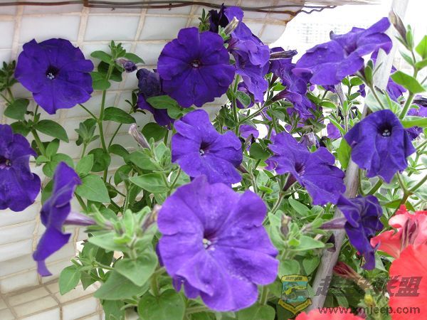IMG_0292.JPG