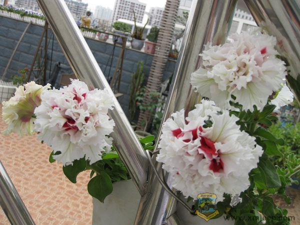 IMG_0318.JPG