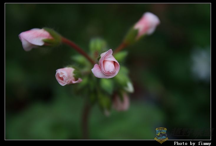 IMG_2262a.jpg