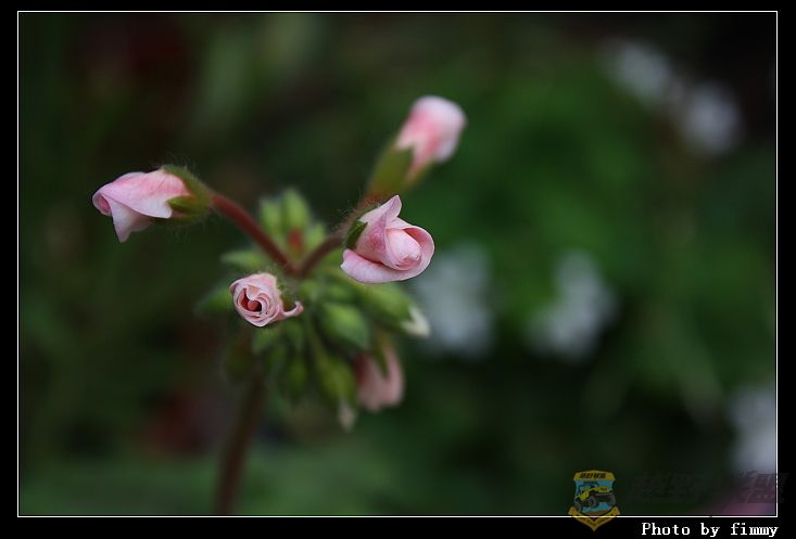 IMG_2263a.jpg