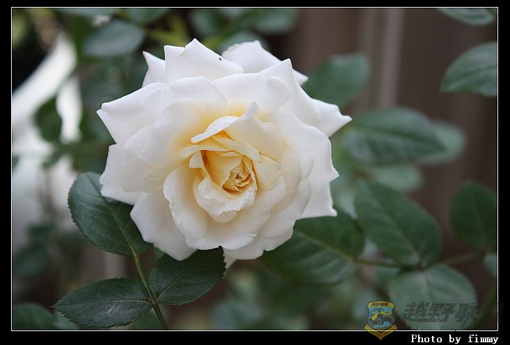 IMG_2335a.jpg