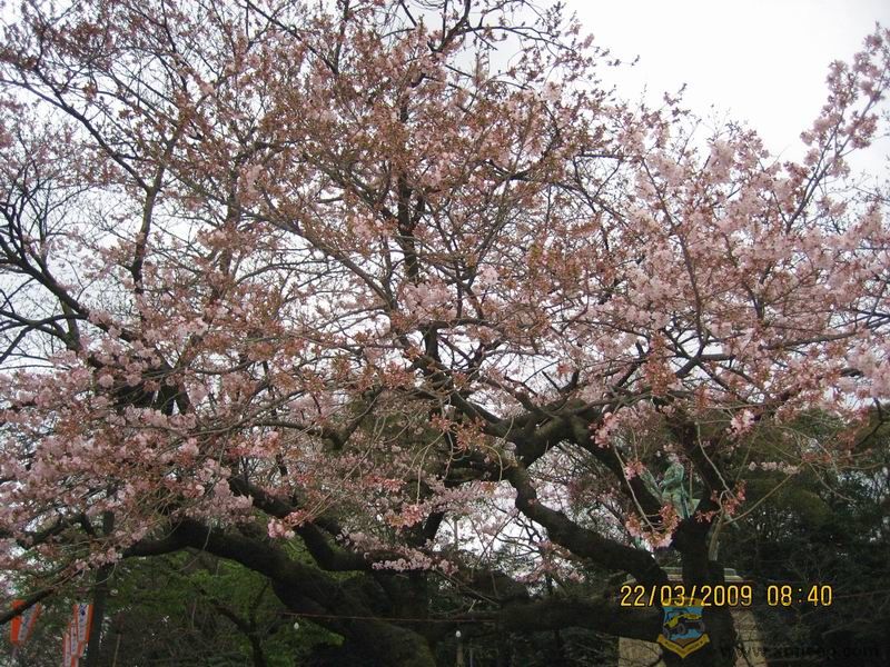 Ƭ 018.jpg