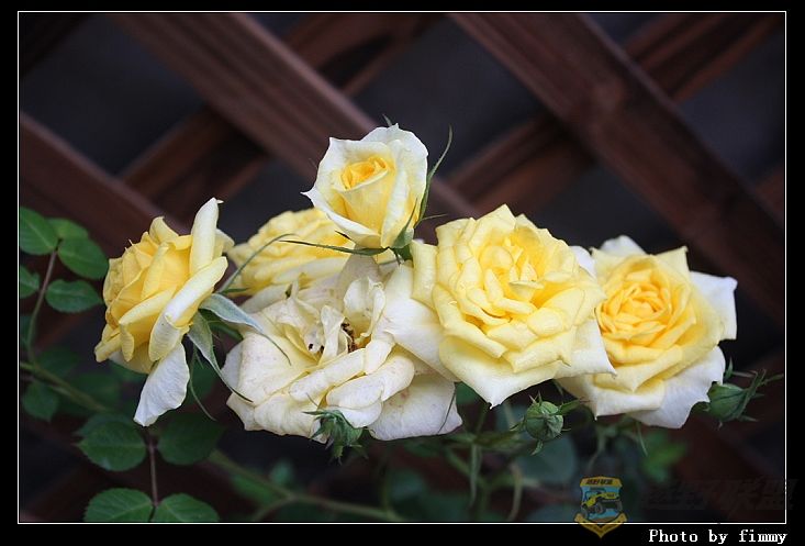 IMG_2525a.jpg