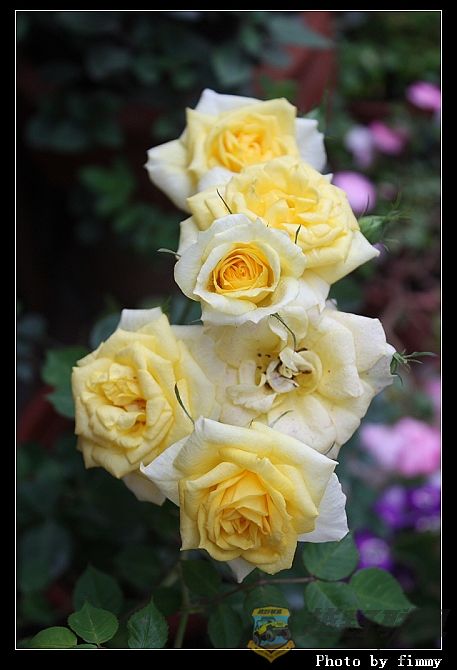 IMG_2528a.jpg