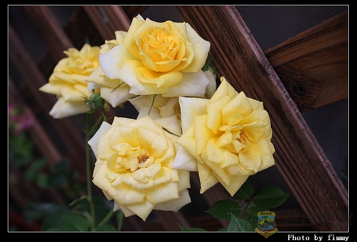 IMG_2630a.jpg