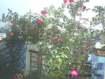 S4096.jpg