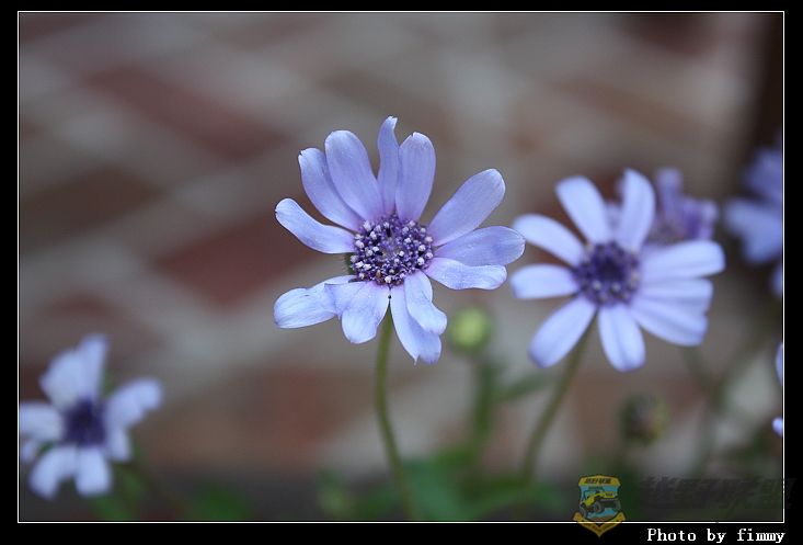 IMG_2825a.jpg