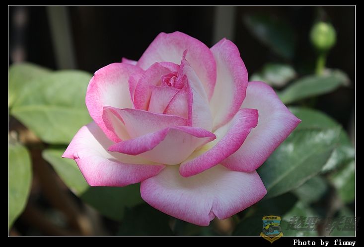 IMG_3250a.jpg