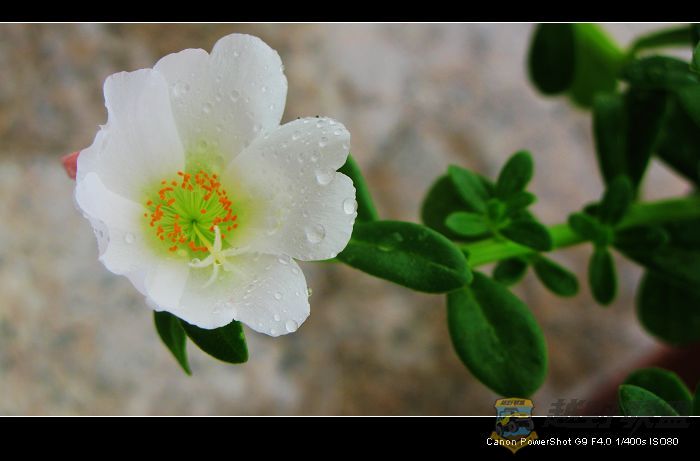 Ƭ 018.jpg