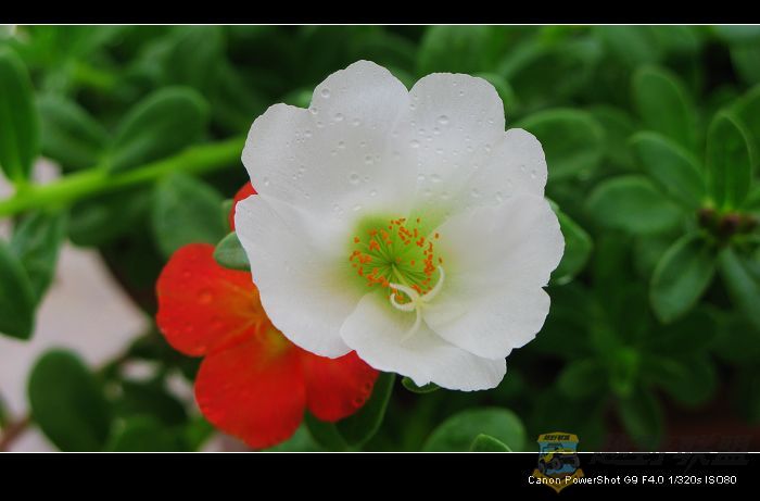 Ƭ 020.jpg