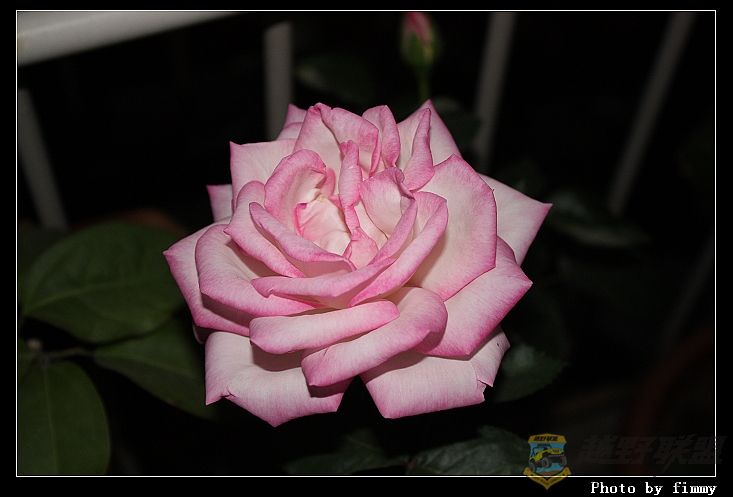 IMG_3272a.jpg