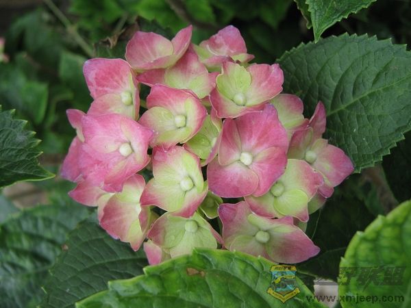 nEO_IMG_IMG_0041.jpg
