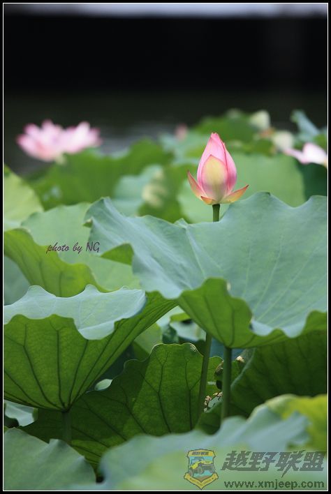 IMG_3876a.jpg