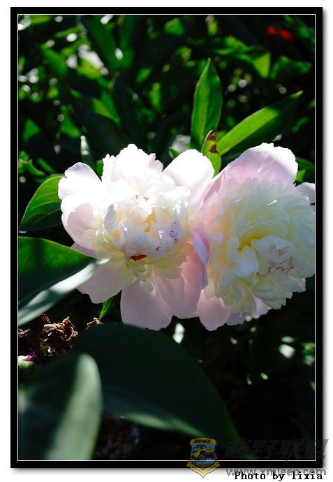 flower019.jpg
