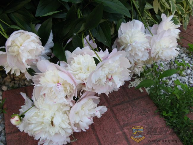 flaura0011.jpg