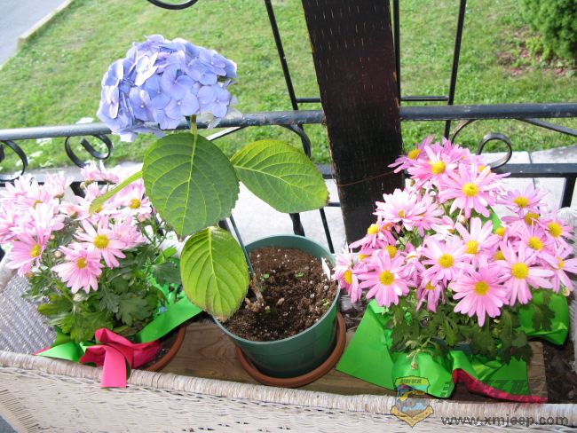 flaura0015.jpg