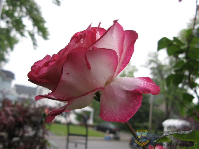 rose_0004.jpg